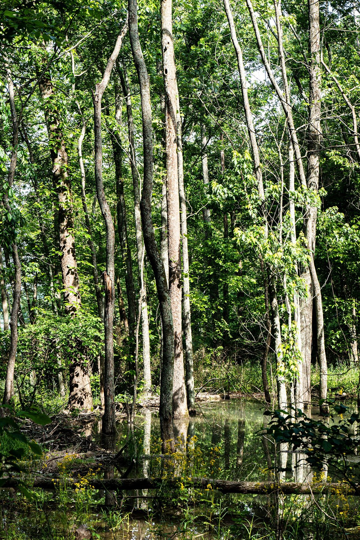 spring woods and still water at Radnor Lake State Park